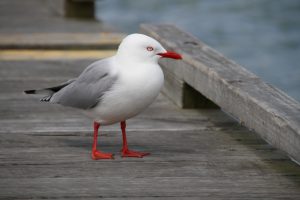 Möve Hafen Auckland