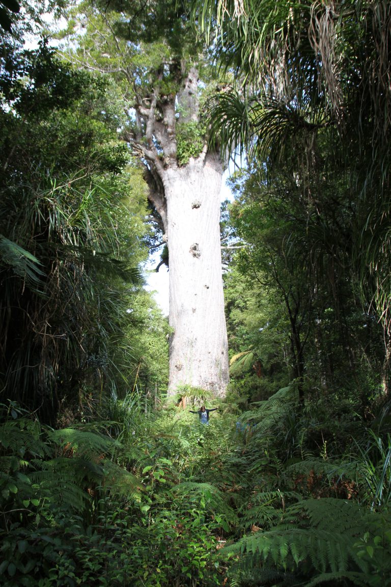 Auf nach Dargaville