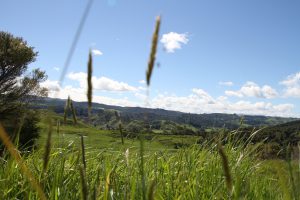 Waitomo Landschaft 1