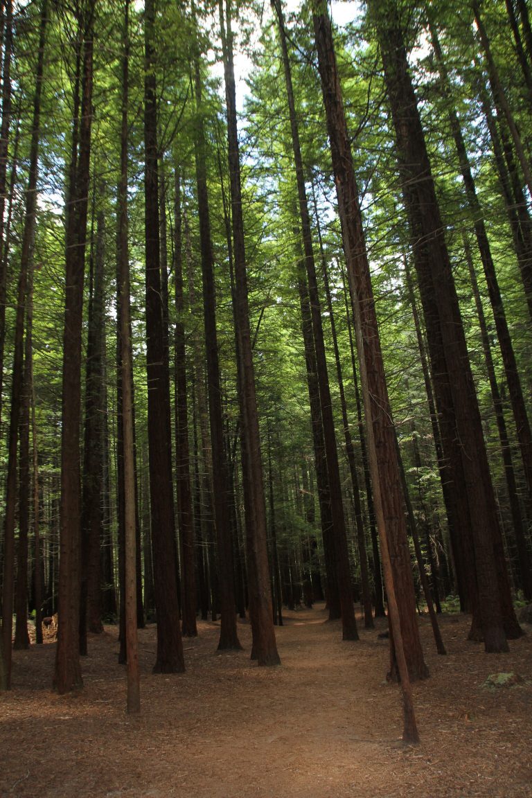 Redwood Forest