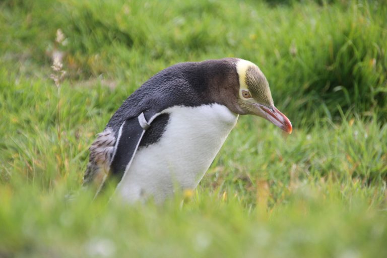 Otago Peninsula | Pinguine und Albatrosse