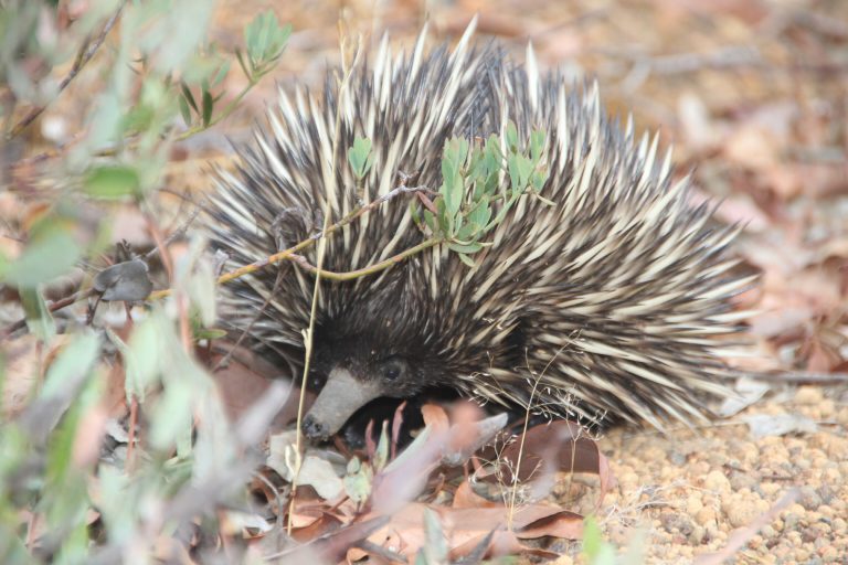 Zum Possum Spring Shelter