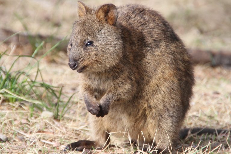 Rottnest Island