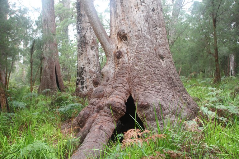 Zum Giants Shelter